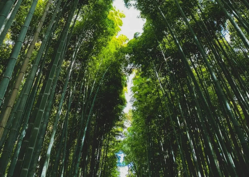 Bamboo – | TimeWorn Wood