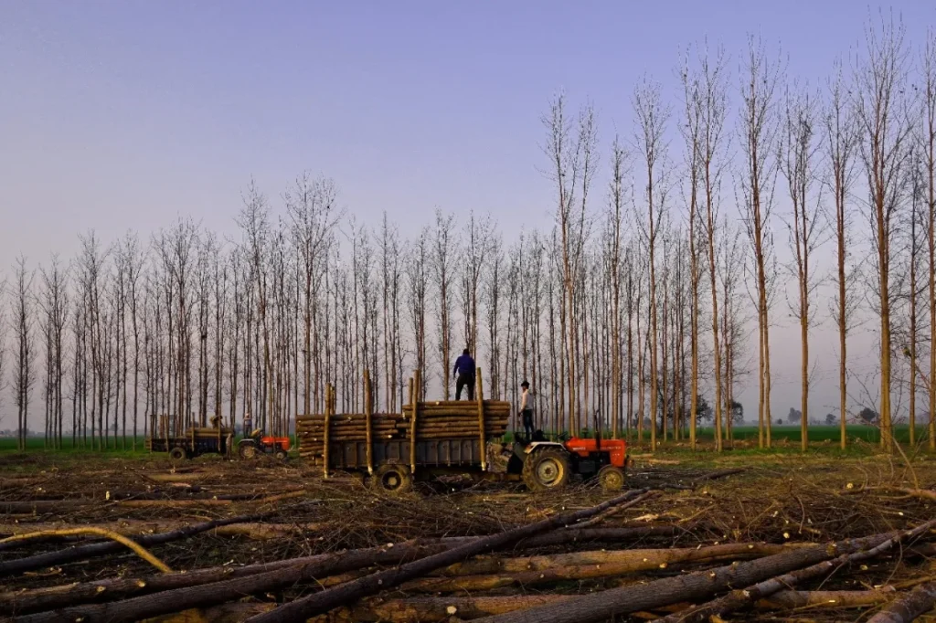 Deforest | TimeWorn Wood